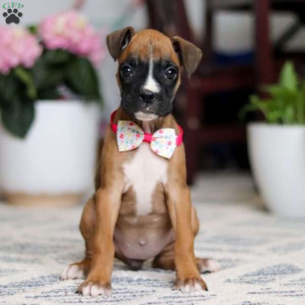 Denali, Boxer Puppy